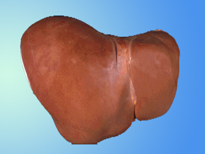 Normal Human Liver